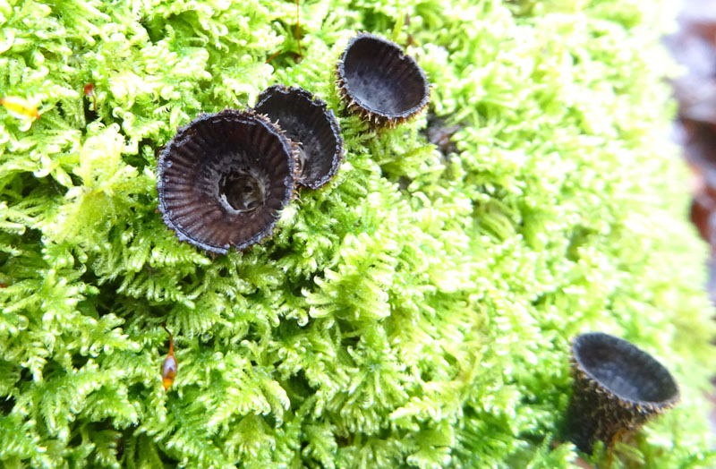 Cyathus striatus - Nidulariaceae